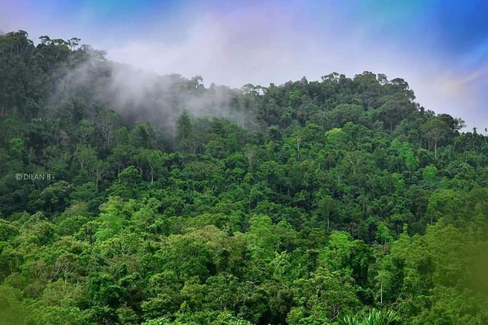 דניאיאה Sinharaja Forest Gate מראה חיצוני תמונה